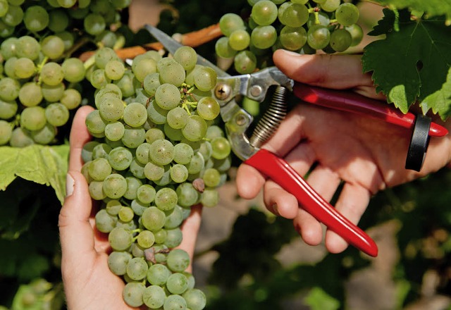 Weinbau und Tourismus sind als neue Bi...sschulen ins Gesprch gebracht worden.  | Foto: Symbol-Foto: dpa