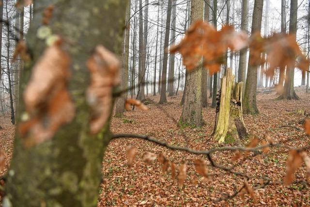 Der Klimawandel ist in den Wldern angekommen