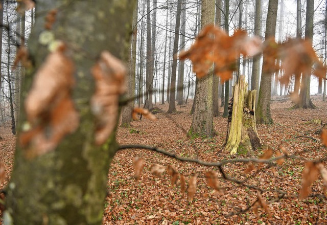 Der Wald ist in keinem guten Zustand, findet Minister Peter Hauk.   | Foto: dpa