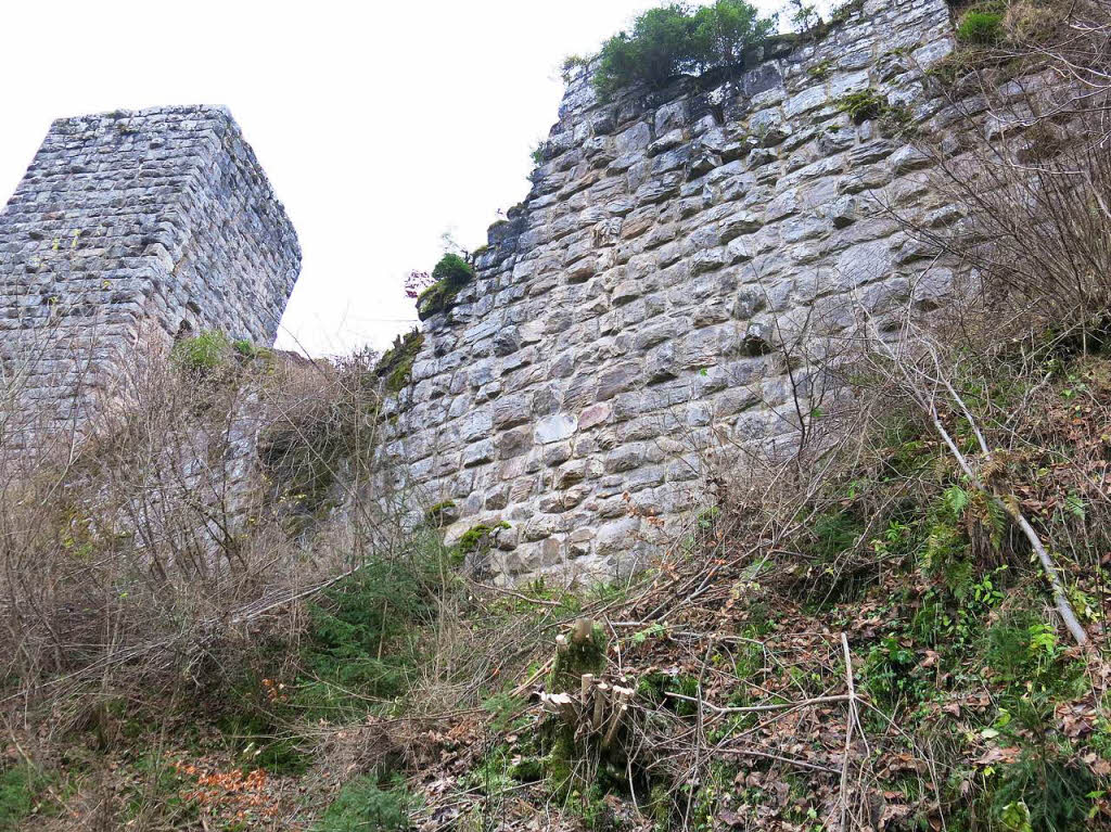 Besonders eindrucksvoll zeigt sich der Freischnitt der Schler und der Forstazubis entlang der mchtigen Mauer, die die Hauptburg einfasst. Erst jetzt kann man deren einstigen Ausmae erfassen.