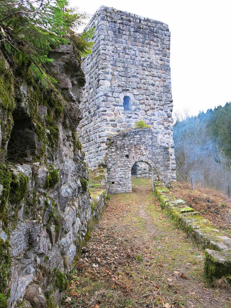 Das  Mauerwerk zum Bergfried Weissenburg hin wurde durch einen  „Kahlhieb“ im Auenbereich herausgeputzt.