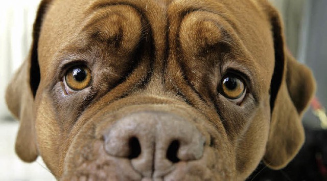 Da hilft auch kein trauriger Blick. Die Hundesteuer wird erhht.  | Foto: DPA