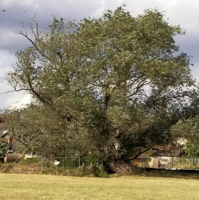 War einst ein Traum von einem Baum: die nun gefllte Trnkematten-Weide.   | Foto: Stadtverwaltung