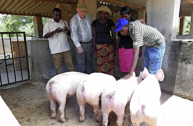 Prima entwickelt hat sich die vor drei...in Simbabwe aufgebaute Schweinezucht.   | Foto: ZVG