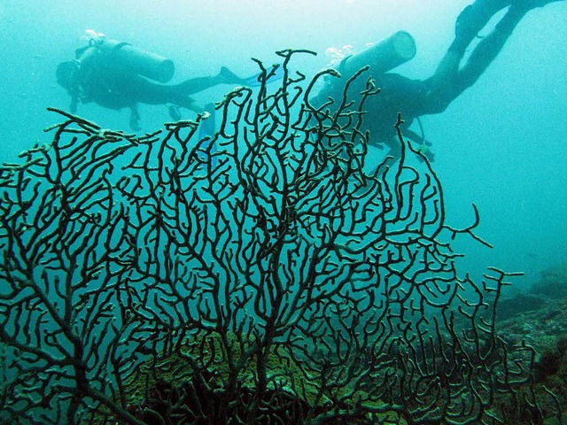 Unter Wasser leben Mikroben, die den M...undheits- und Umweltprobleme zu lsen.  | Foto: dpa