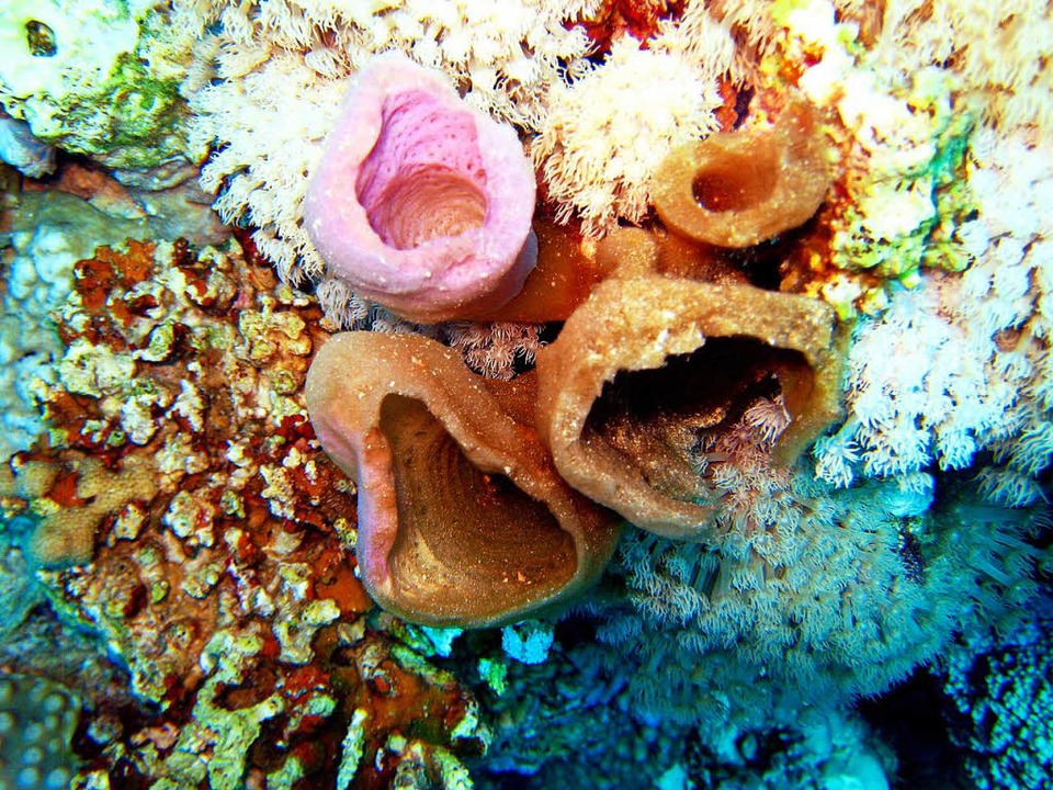 Губки в подводном храме. Морская губка фото. Покажи морскую губку. Морская губка фото в море натуральная. Морская губка в разрезе фото.