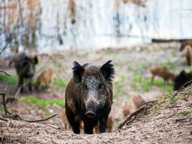 Wildschweinen geht es  gut. Sie finden reichlich Nahrung.  | Foto: dpa/Speckner