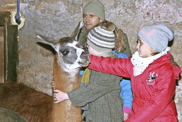 Lamas streicheln im Weihnachtsstall