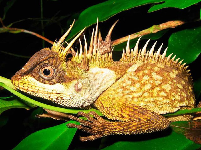 Das Foto zeigt eine Drachen-hnliche Eidechse (Acanthosaura phuketensis).  | Foto: dpa