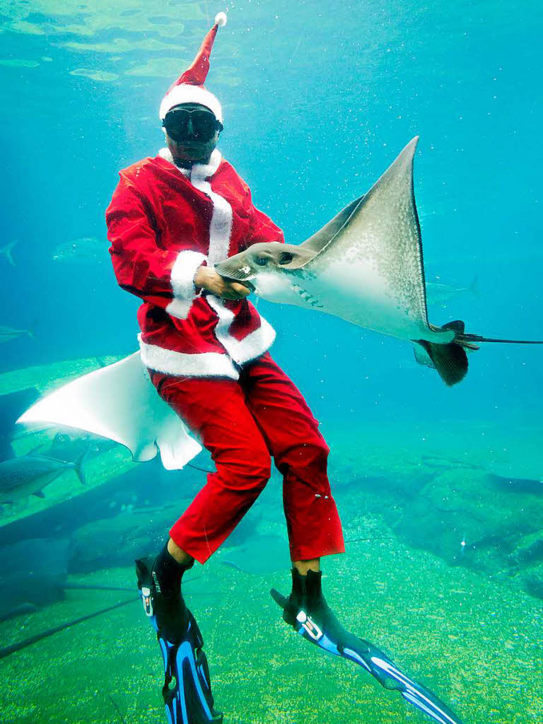Zwei Taucher - als Santa Claus verkleidet - fttern Fische in Afrikas grtem Marine-Park SAMBR in Durban in Sdafrika.