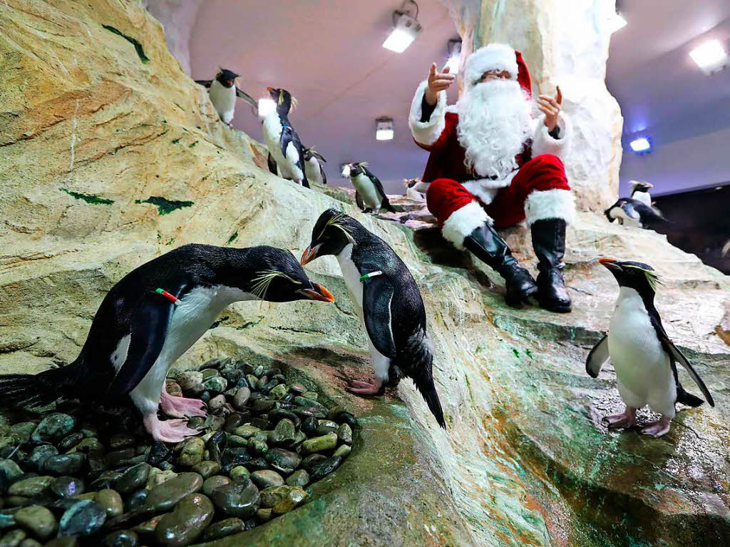 Der Weihnachtsmann besucht auch die Knigspinguine im Marineland im franzsischen Antibes.