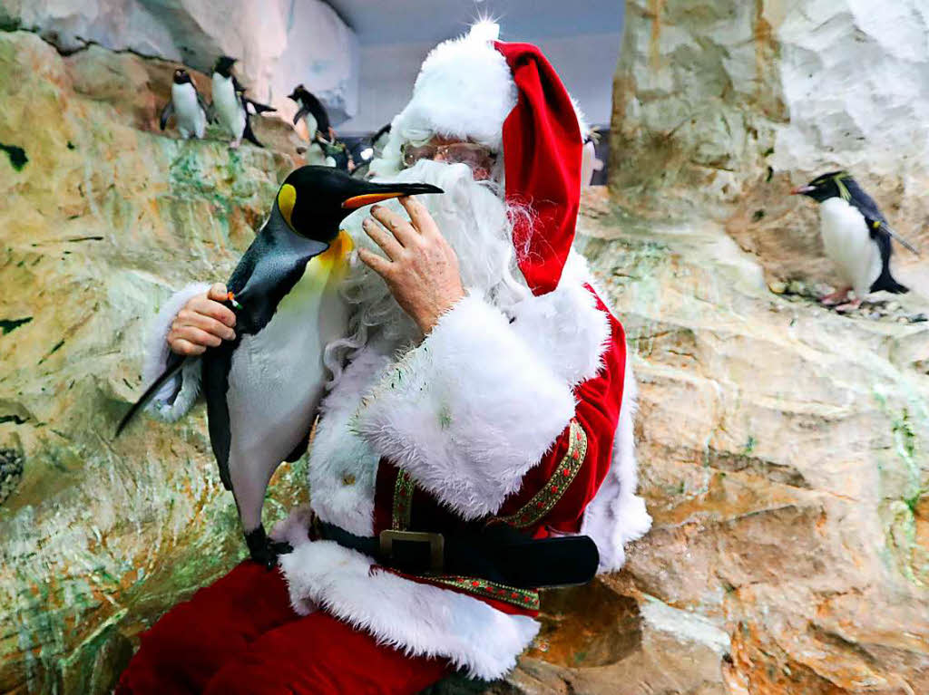 Der Weihnachtsmann besucht auch die Knigspinguine im Marineland im franzsischen Antibes.