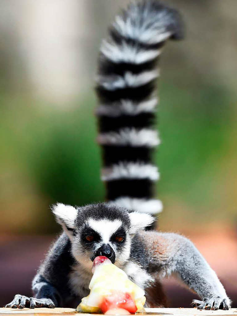 Lecker: Ein Lemur geniet die Erfrischung in Sydney.