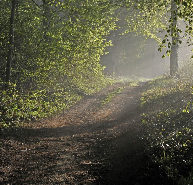 Nicht nur Wildschweine und Dornen, auc...Der Wald birgt so manche berraschung.  | Foto: Benedikt Sommer