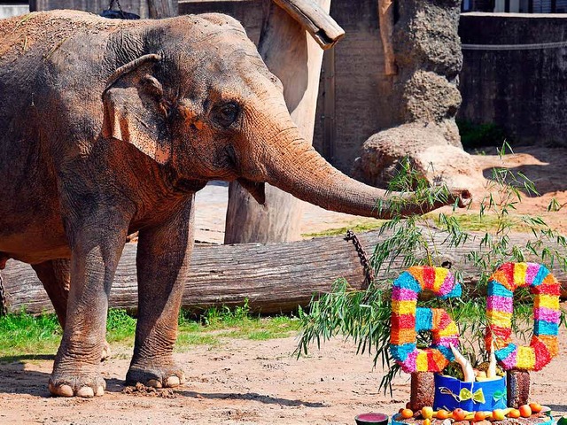 Elefantenkuh Shanti am 5. Juni im Zoo in Karlsruhe.  | Foto: dpa