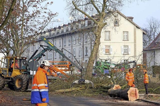 Bume fallen am Kronenplatz