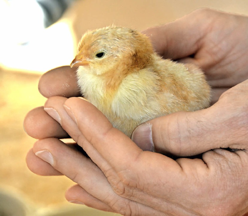 Zu den gelben Kken<ppp></ppp>  | Foto: Juliane Khnemund