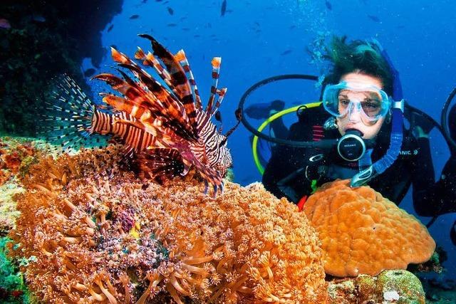 Klimawandel wirkt sich auf das Great Barrier Reef aus