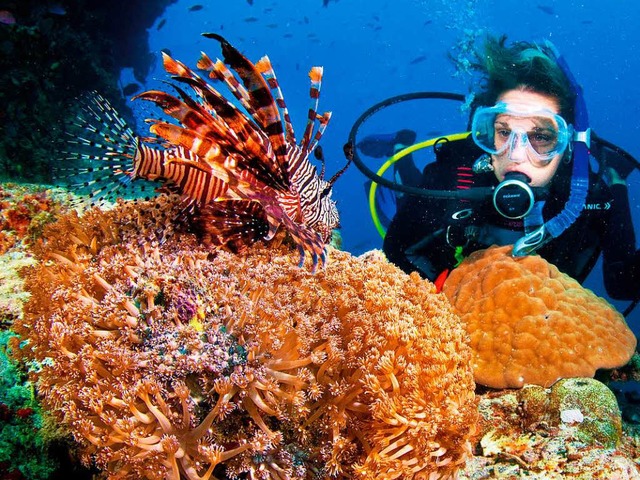 Gesunde Korallen leuchten in den unterschiedlichsten Farben.  | Foto: Tourism Queensland