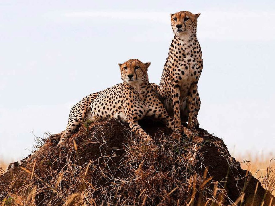 Geparden im Masai-Mara-Nationalpark in Kenia  | Foto: dpa