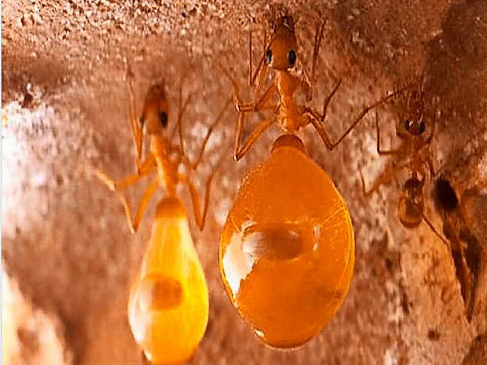 Frisch gezapfter Ameisenhonig.  | Foto: privat