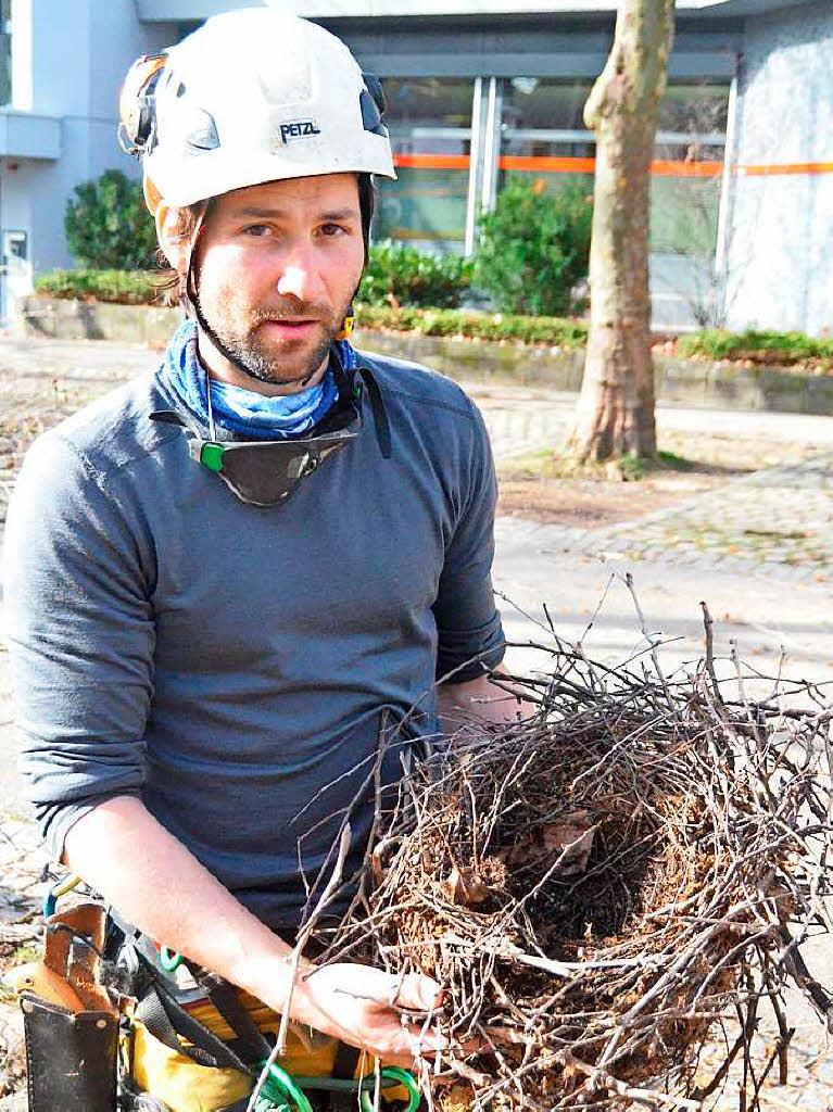 Krhen werden fr die Bewohner der Gartenstadt zur Plage. Deshalb entfernt Baumpfleger Gottfried Schlichenmaier ihre Nester.
