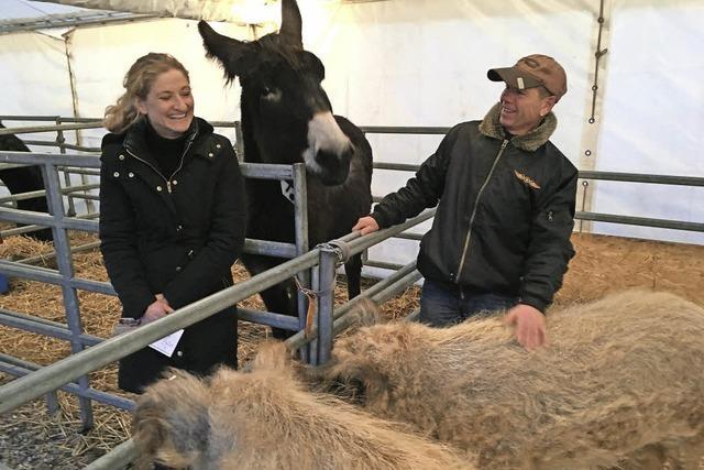 Mit Ziegen und Schweinen im Circus