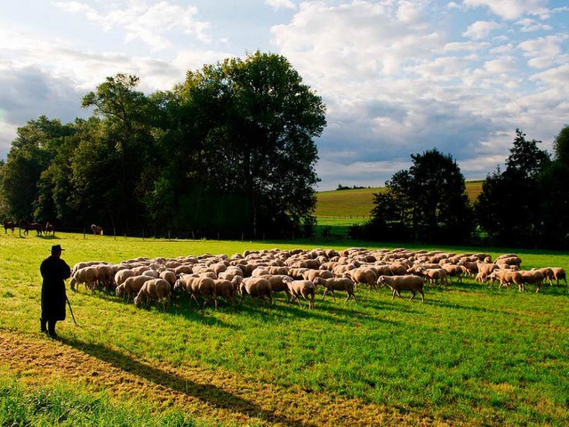 In Baden-Wrttemberg gibt es 140 hauptamtliche Schfer mit knapp 100000 Tieren.  | Foto: dpa