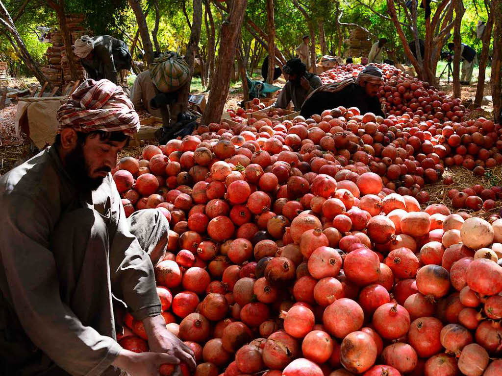 Hndler sortieren Granatpfel auf einer Farm bei Kandahar, der drittgrten Stadt Afghanistans.