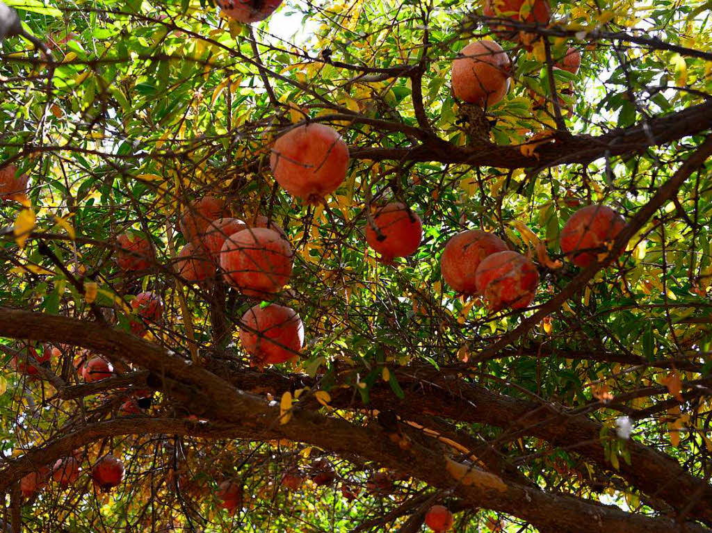 Der Granatapfel, ein kleiner Baum, wchst in West- bis Mittelasien und auch im Mittelmeerraum.