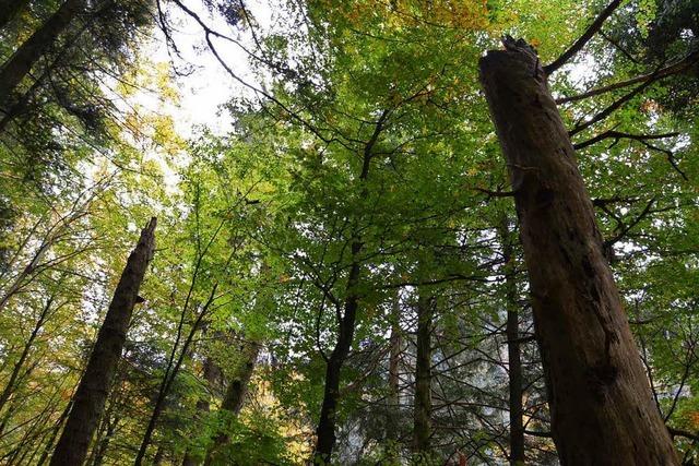 Frster wollen 1000 Hektar Wald sich selbst berlassen
