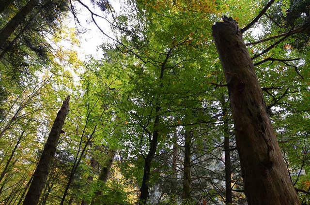 Im wilden Wald soll sich die Natur nahezu ungestrt entwickeln.  | Foto: Alexandra Wehrle