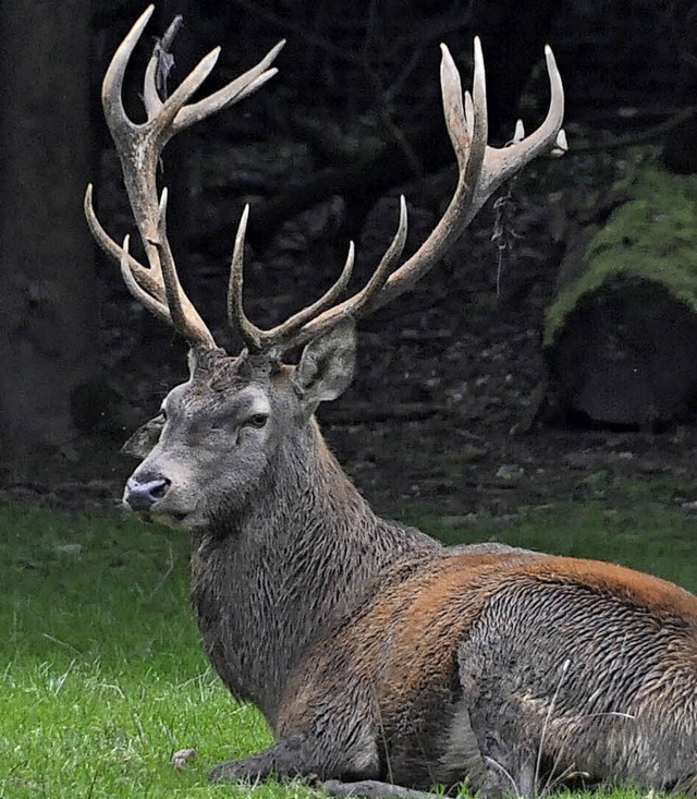 Ein Rothirsch im Kleinbasler Tierpark Lange Erlen  | Foto: gramespacher