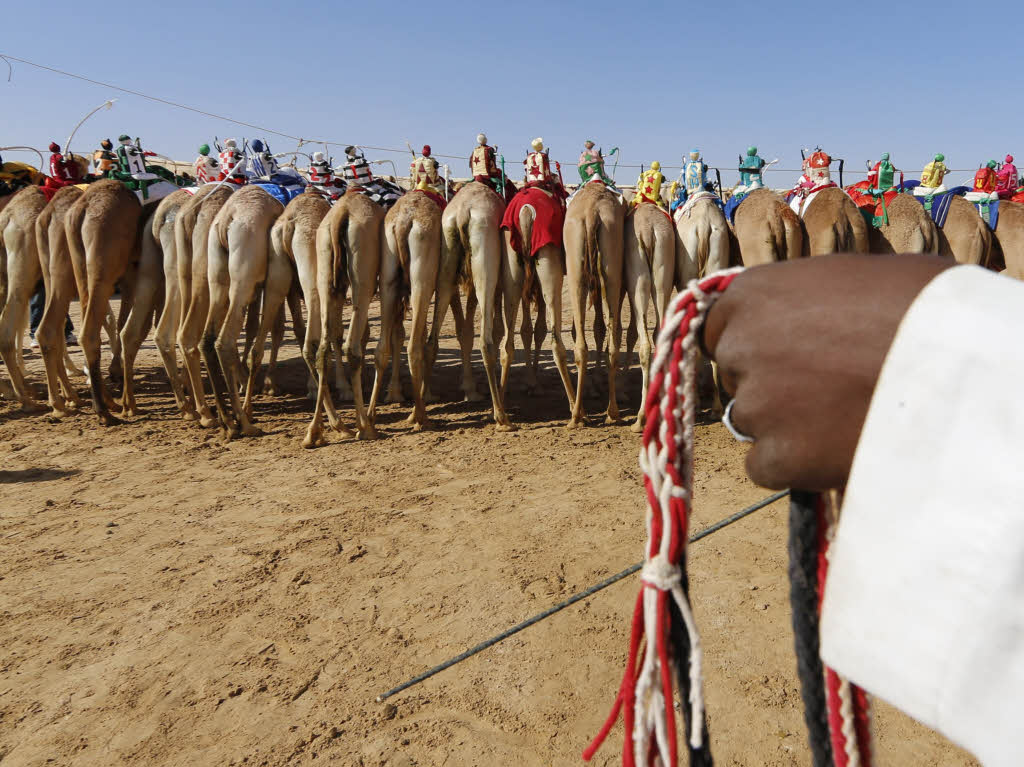 Kamele gibt es in groer Zahl beim mehrtgigen Festival.