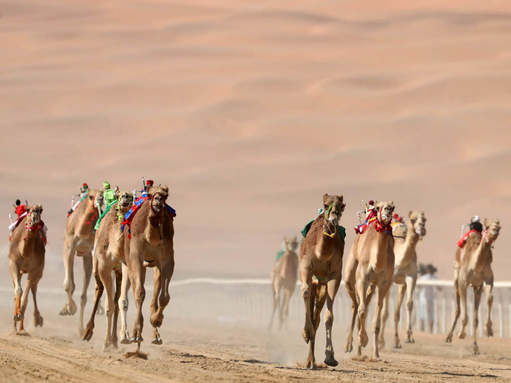 Kamele gibt es in groer Zahl beim mehrtgigen Festival.