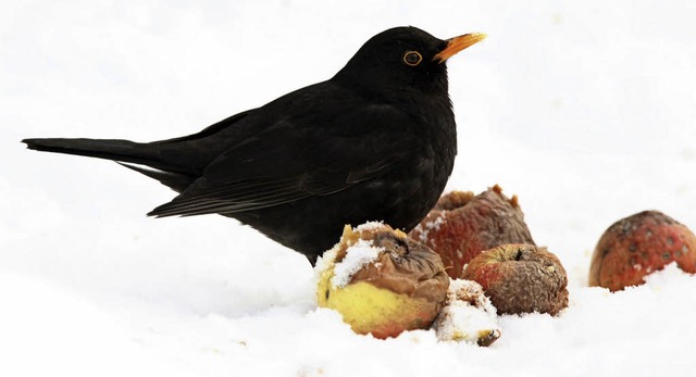 Selbst &#8222;Allerweltsvgel&#8220; w...rgrten. Vogelschtzer sind alarmiert.  | Foto: Frank Derer/Nabu