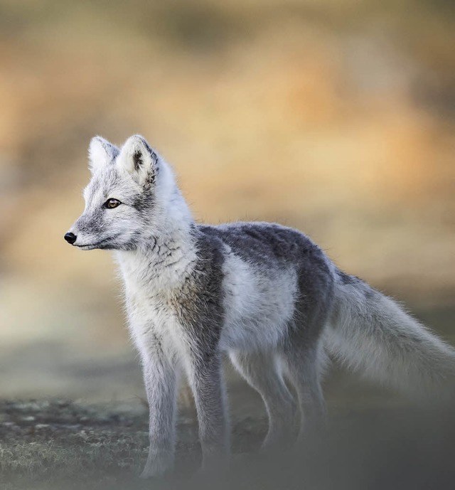 Auch einen jungen Polarfuchs hat Jrge...ise durch Zentral-Norwegen gesichtet.   | Foto: ZVG