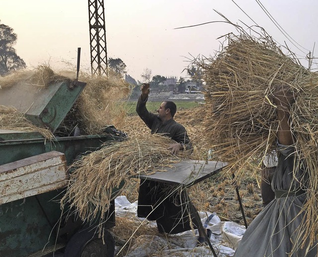 Reisernte im Nildelta: Von der Landwir...ten lsst sich kaum wohlhabend werden   | Foto: El-Gawhary