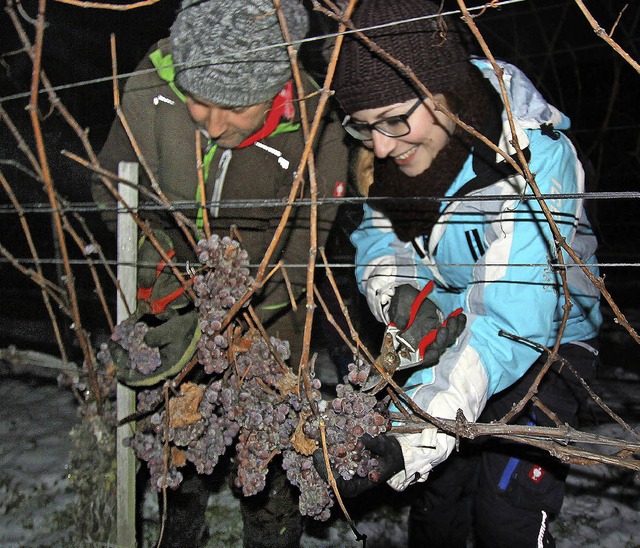 Bei ber 10 Grad minus wurden am Samst...die Trauben fr den Eiswein geerntet.   | Foto: Herbert Trogus