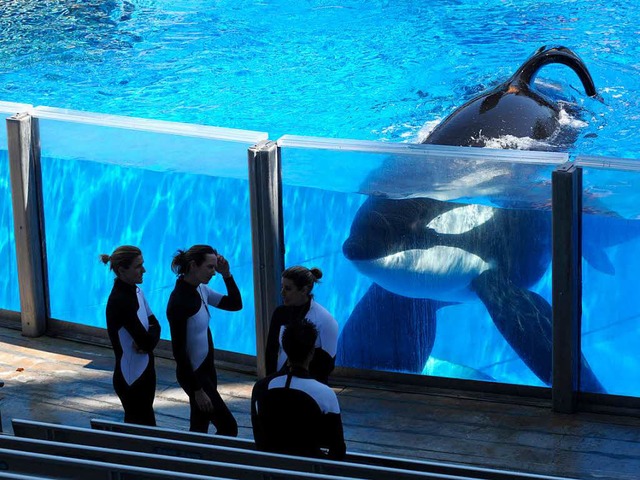 Das Zuhause von Orca Tilikum war nicht...st jetzt gestorben. Genau wie Granny.   | Foto: dpa