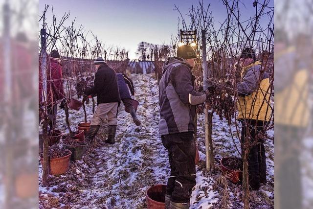 Mit dem Frost kommt der Eiswein