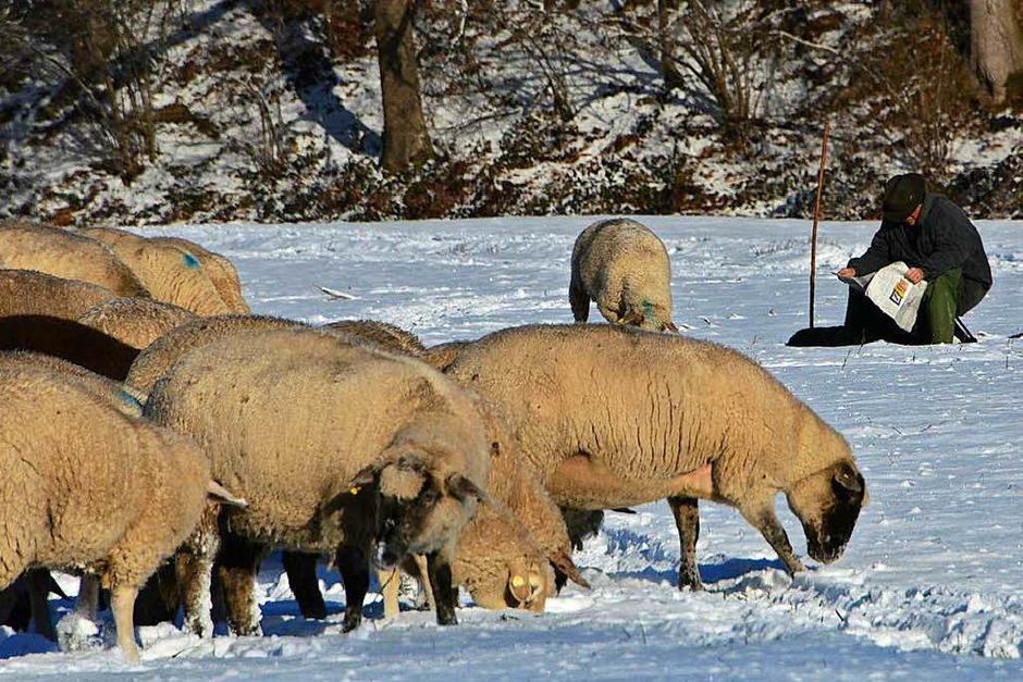 Winterimpressionen – festgehalten von BZ-Lersern im Dreisamtal und in den frühen Morgenstunden auf dem Schauinsland. (Foto: Stefan Bohnenkämper) Winterimpressionen – festgehalten von BZ-Lersern im Dreisamtal und in den frühen Morgenstunden auf dem Schauinsland. (Foto: Stefan Bohnenkämper)