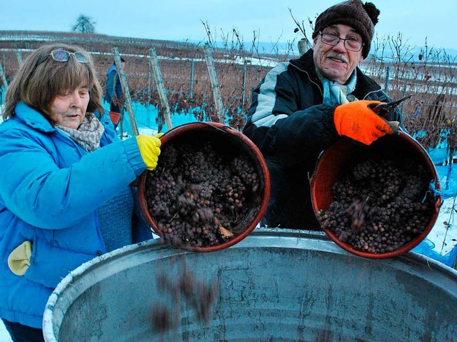 Eimer fr Eimer wandern die gefrorenen Trauben in die Bottiche.  | Foto: Manfred Frietsch 