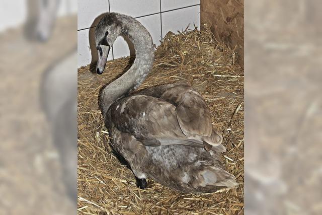 Junger Schwan auf Abwegen