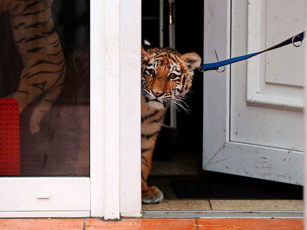 Der vier Monate alte Sibirische Tiger wird seit Wochen von der Zirkusfamilie Farell in Lbeck mit der Flasche aufgezogen. Im Mrz soll 