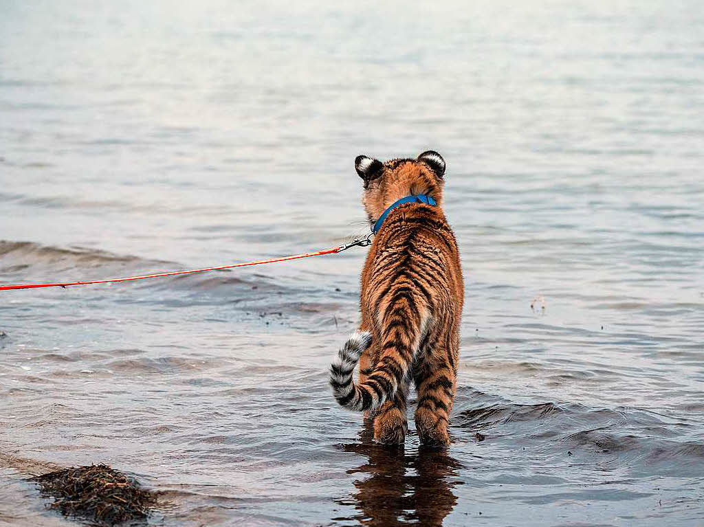 Der vier Monate alte Sibirische Tiger wird seit Wochen von der Zirkusfamilie Farell in Lbeck mit der Flasche aufgezogen. Im Mrz soll 