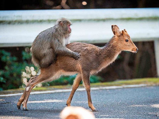 Auf der japanischen Insel Yakushima le...ken und Sikahirsche sehr eng zusammen.  | Foto: Alexandre Bonnefoy/ditions Issekinicho/dpa