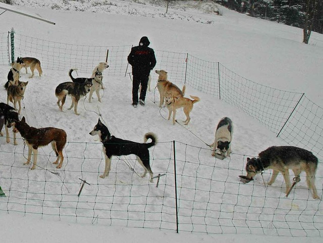 Endlich Schnee: In den letzten Tagen d... die Siberian Huskys in ihrem Element.  | Foto: Christiane Sahli