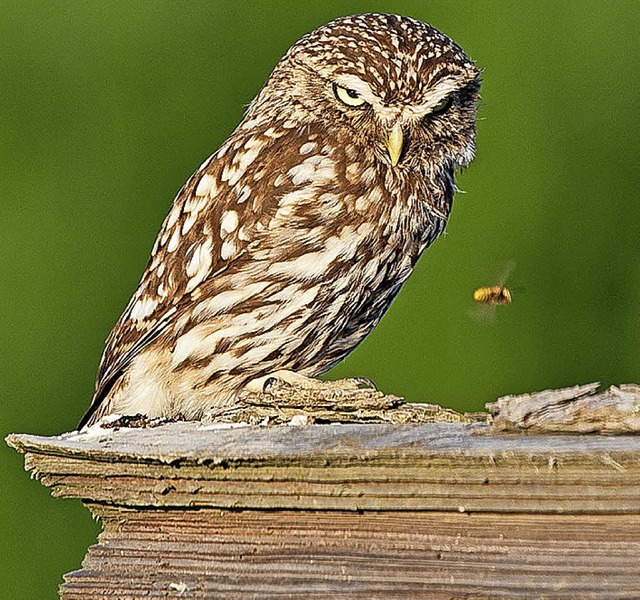 Ein Steinkauz fixiert den Flug einer H... nutzt gerne Hhlen alter Obstbume.    | Foto: Gaby Hufler/Norbert Daubner