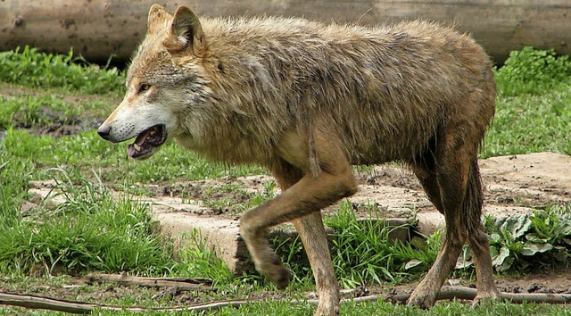 Wolf im Lffinger Tierpark  | Foto: Christa Maier